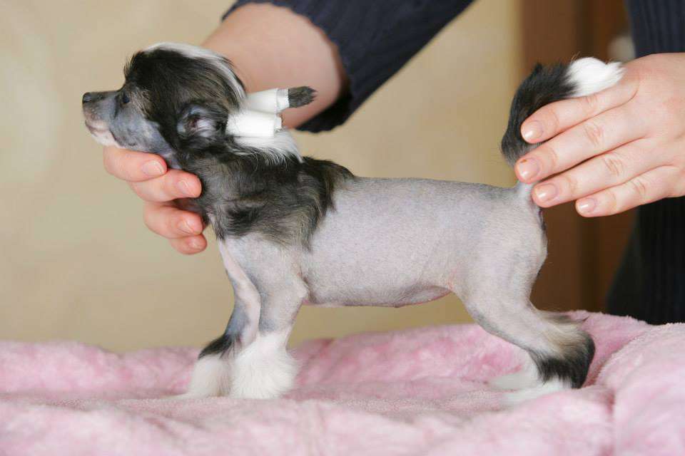 Famrus Solar Stream Of Passion