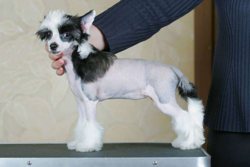 Famrus Supreme Majesty Lioness