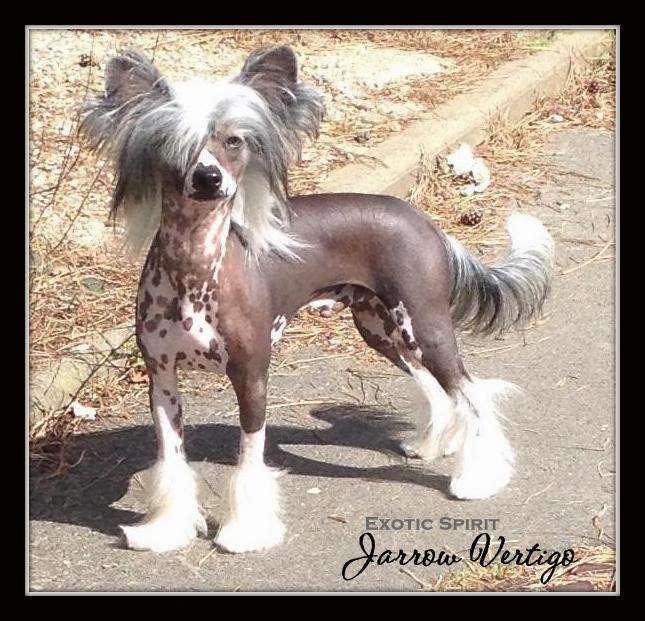 Exotic Spirit Jarrow Vertigo