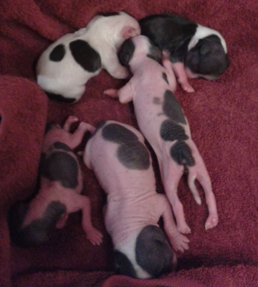 Niky Magic Edge Dolce Dea Apriori