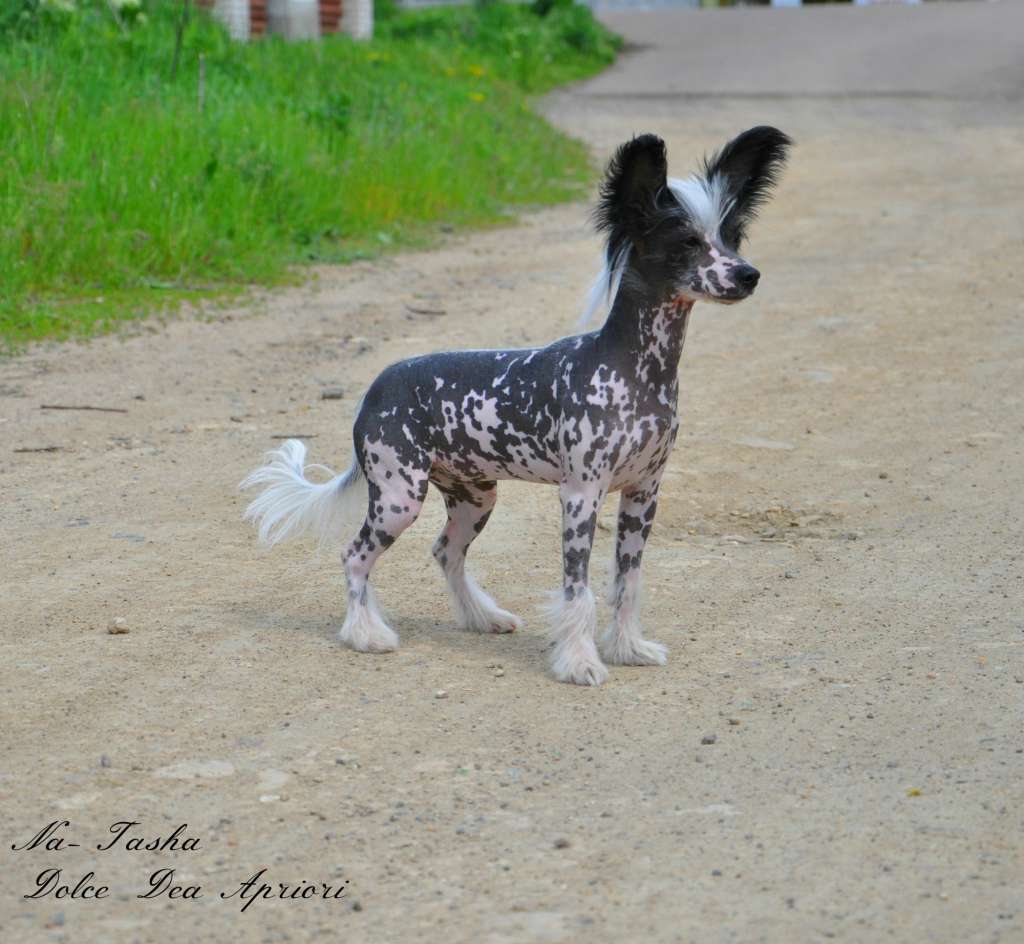 Na-Tasha  Dolce Dea Apriori