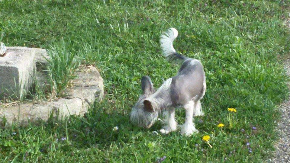 Nikoll' Exclusive Kiss Dolce Dea Apriori