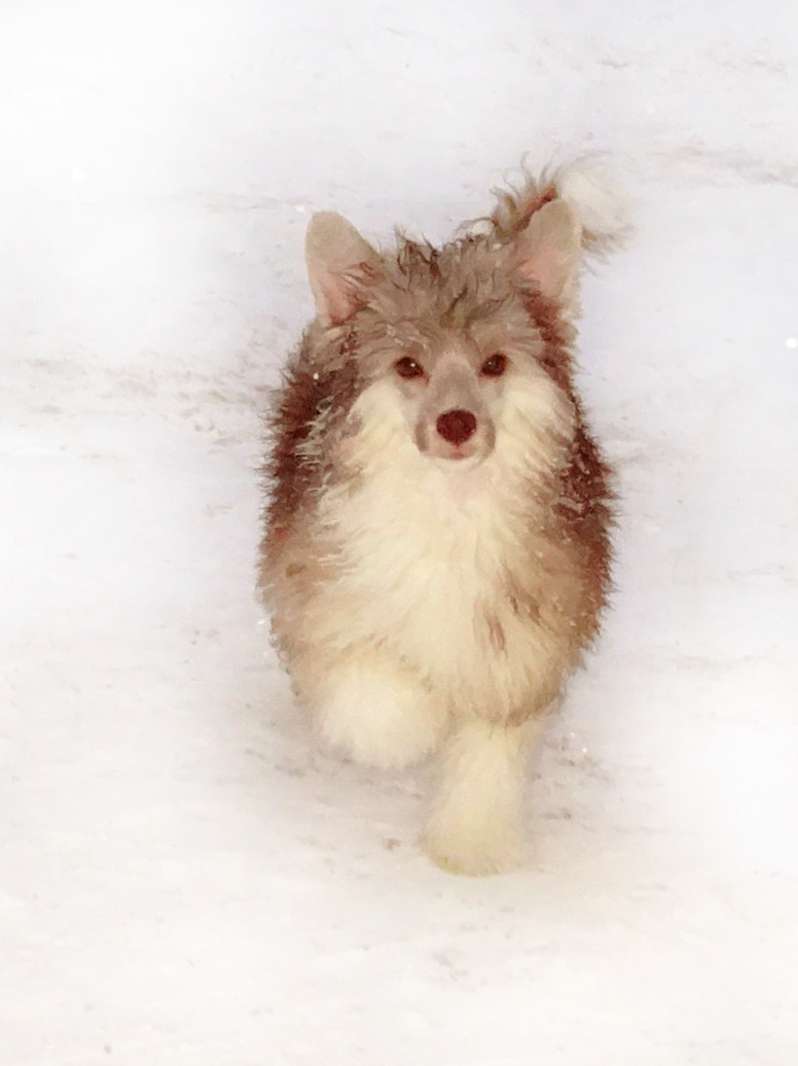 Millenium Pride Baster