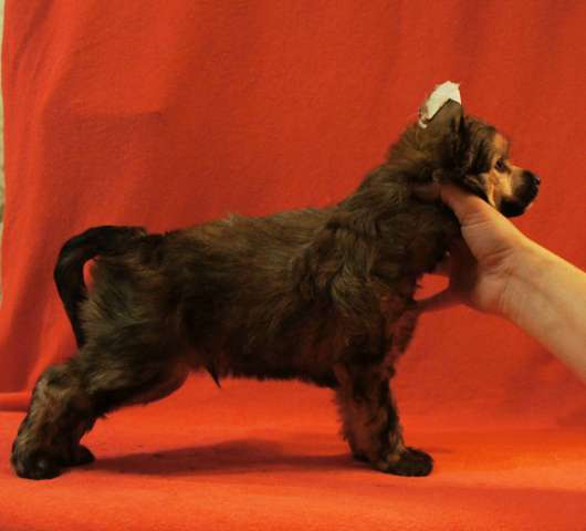 Uhtar iz Strany Kutha