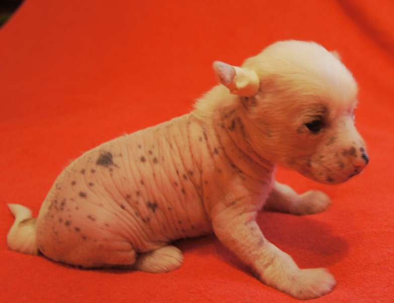 Udalec-Molodec iz Strany Kutha