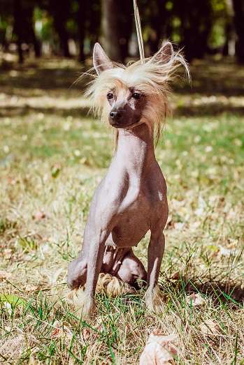 Caelestis Selectio Azalea