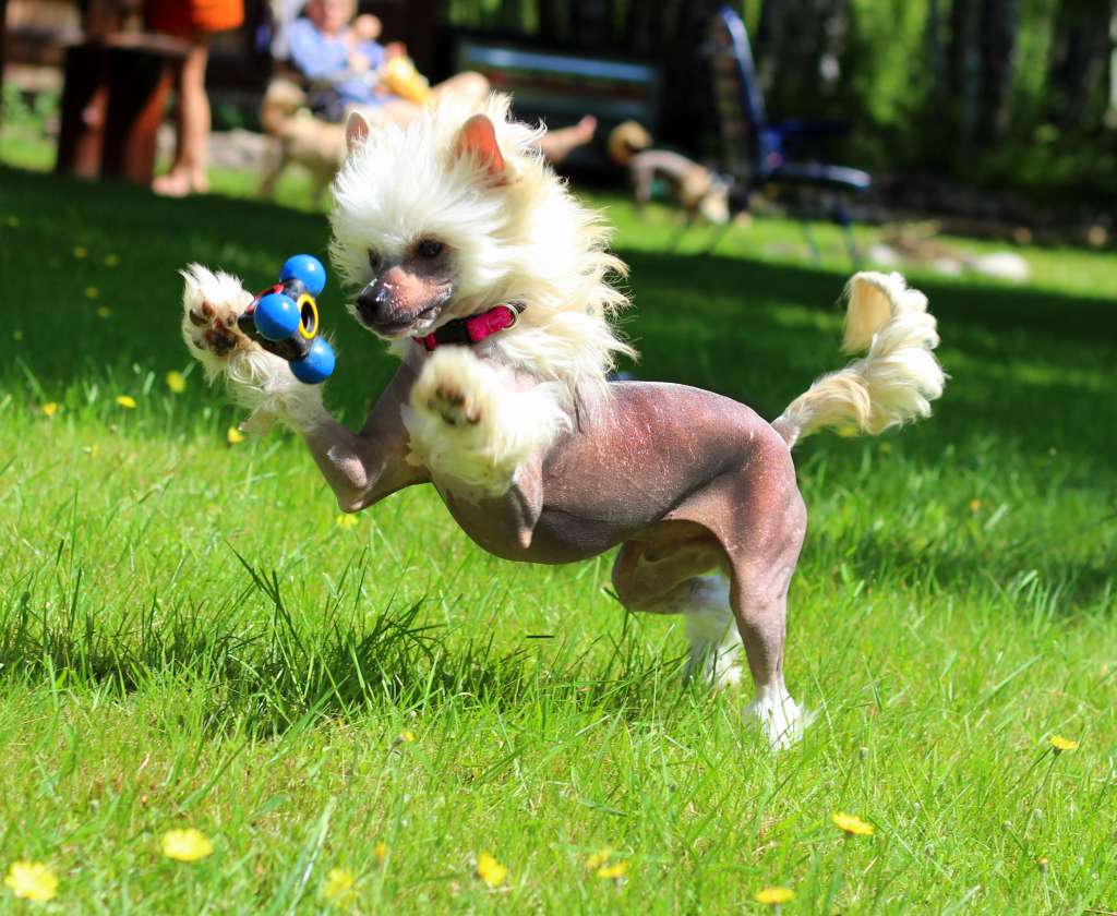 Siberian Love Zillion Feelings