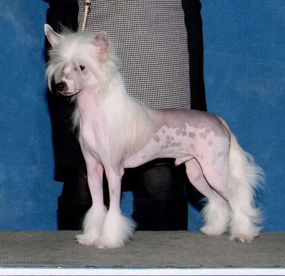 Crestyle Guns'n'roses At Triin Hl