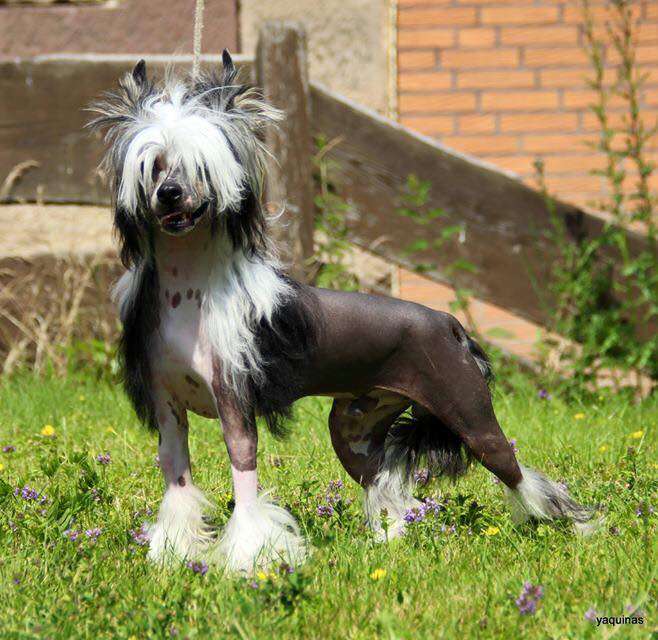 Chichiripa Abel Tobea Riptide Rocker