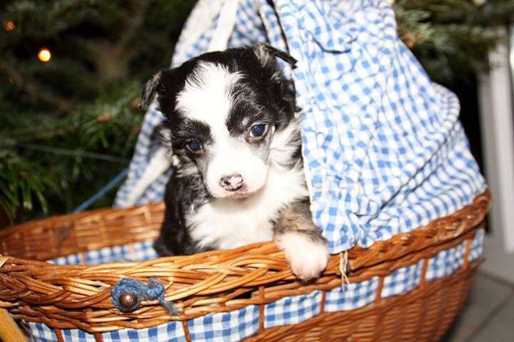 Chichiripa Ain't It Nice To Sweet Mae