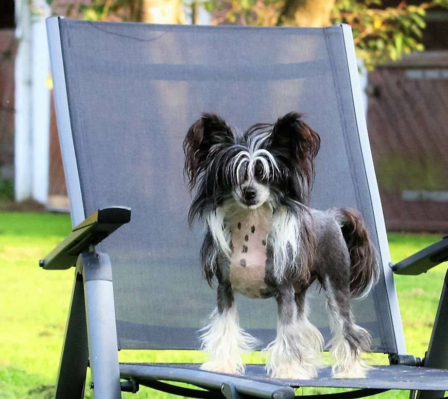 Chichiripa Annie Will To Win