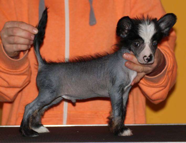 Maybell's Type O Negative