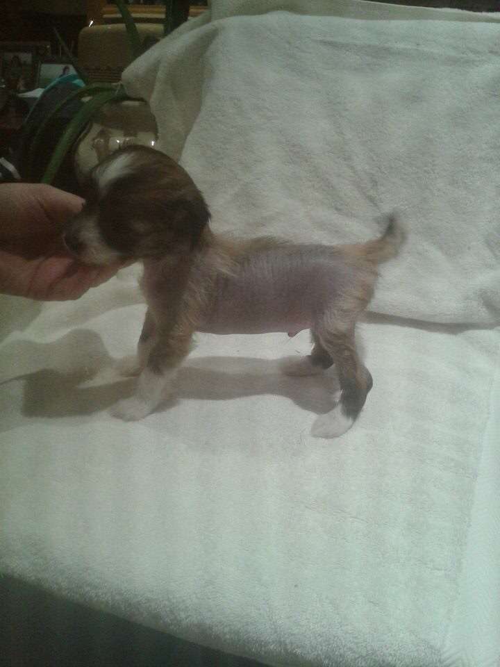 Tramarllan Duke's My Boy