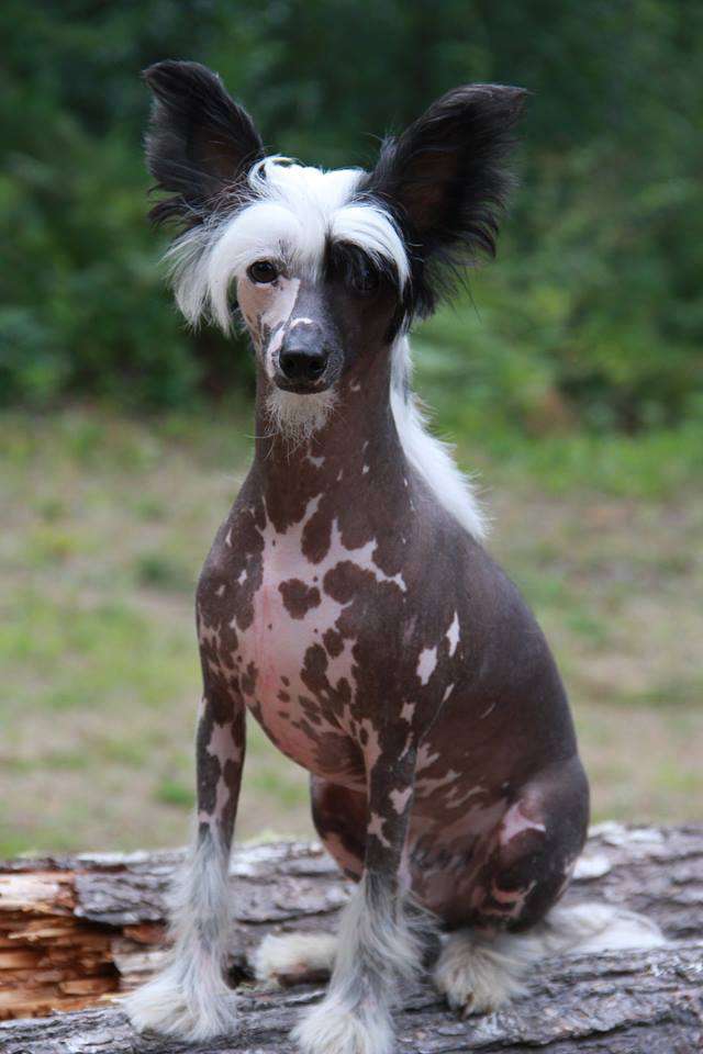 Swifthaven Hot By Design