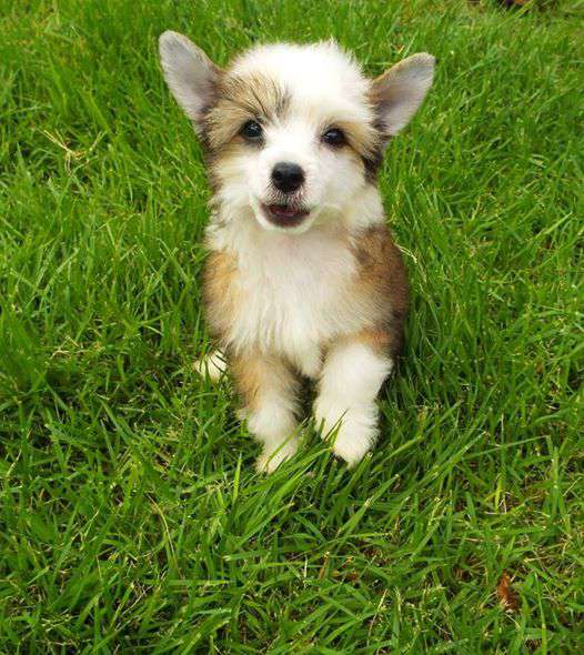 Oriental Champs Louis Chermont