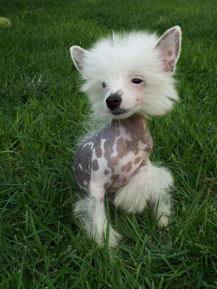 Oriental Champs Beni Montblanc