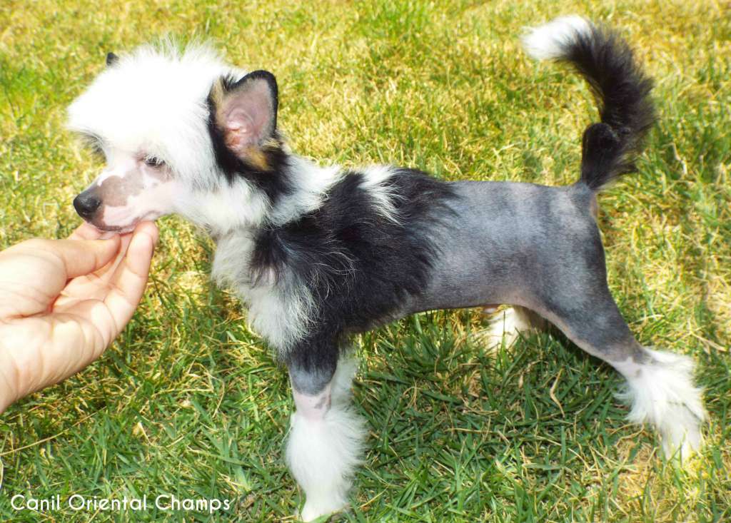 Oriental Champs Slightly Dark Blackish