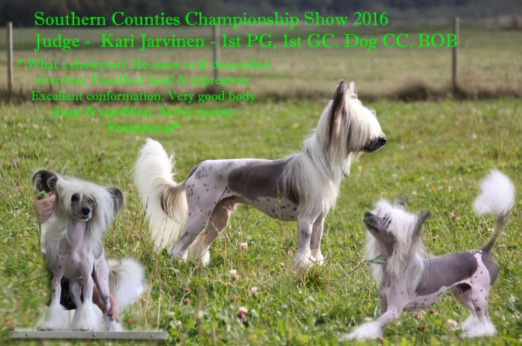 Shanshal Essex Boy JW