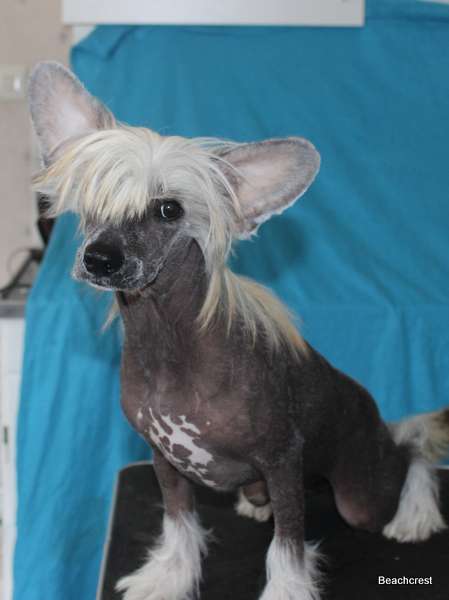 Beachcrest Doris Day