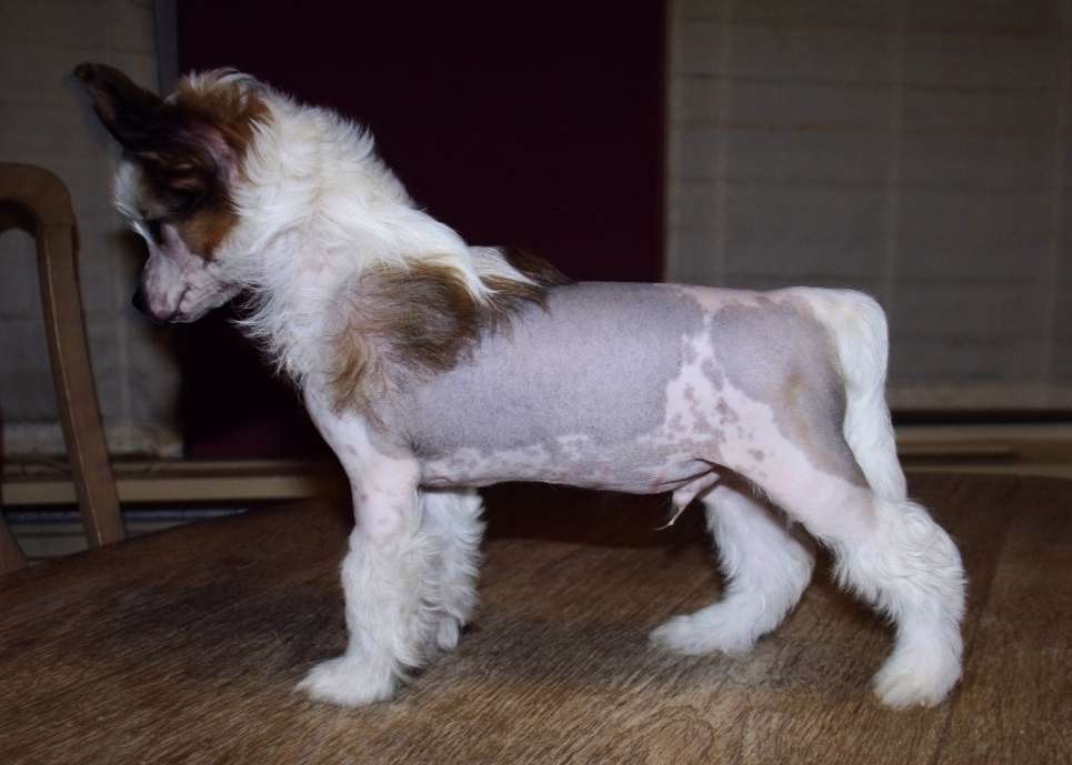 Be My Dog's Original Gangster