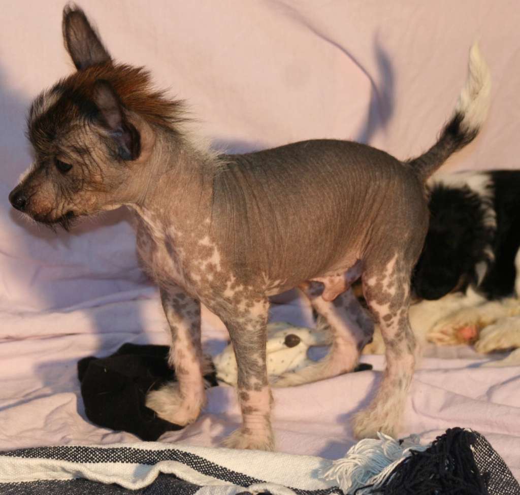 Shi Huangdis Jack Sparrow