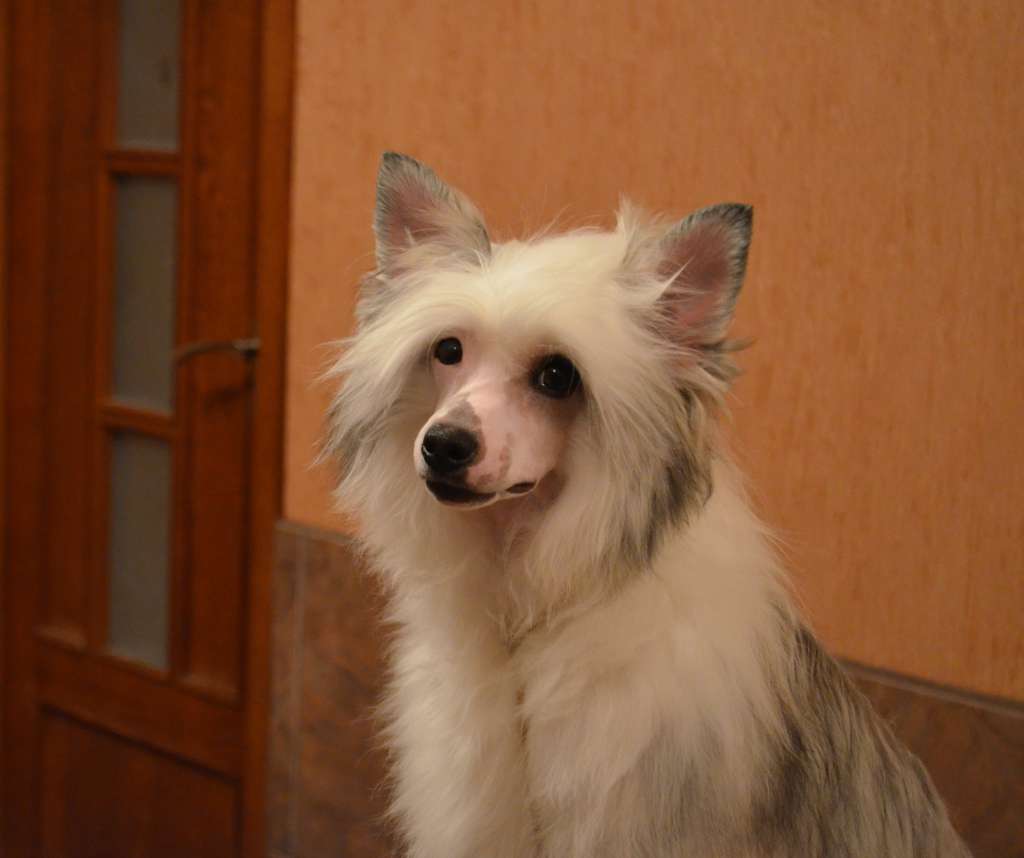 Etno Spirit Zvenimir