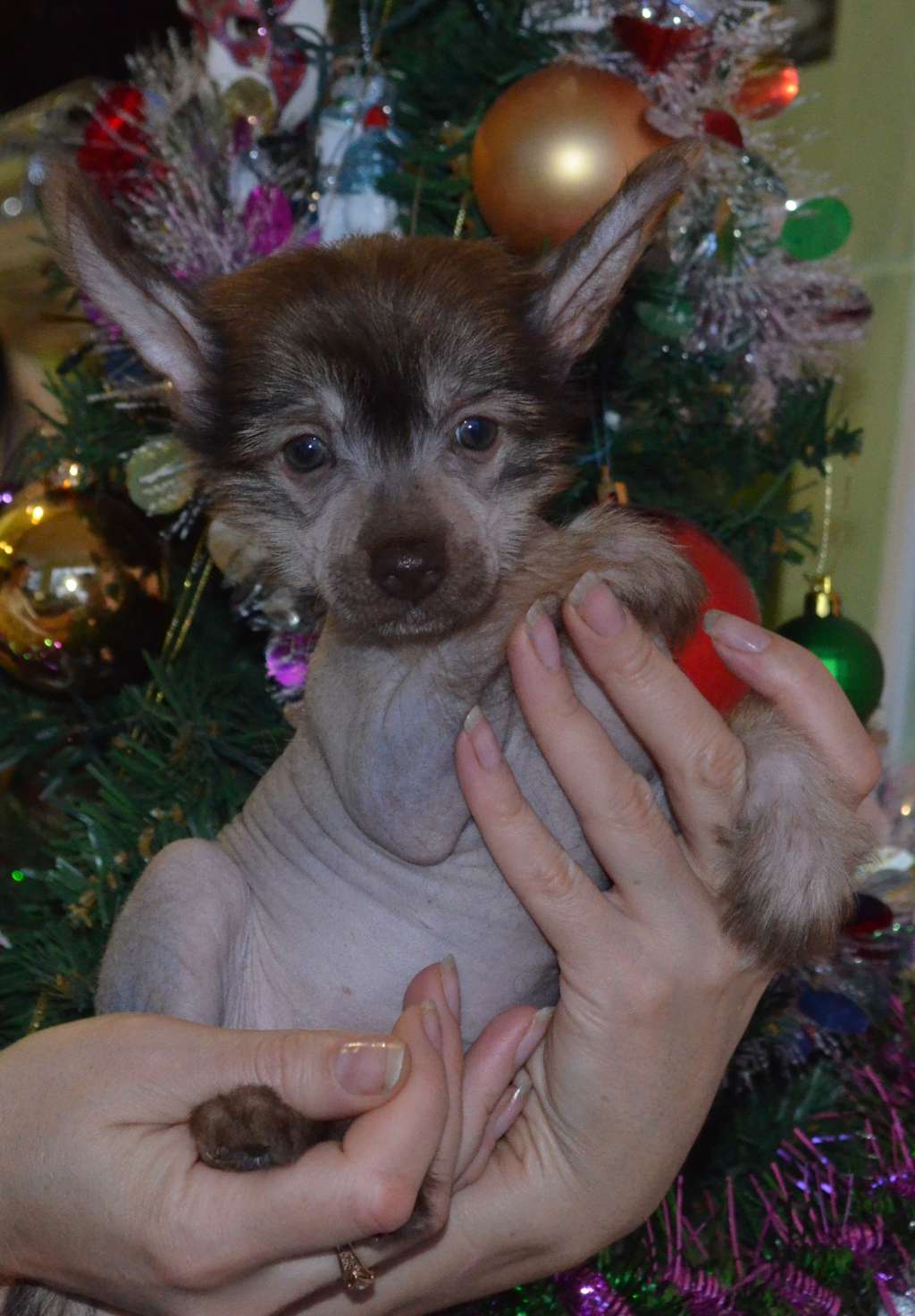 Ognenny Lotos Eva layra