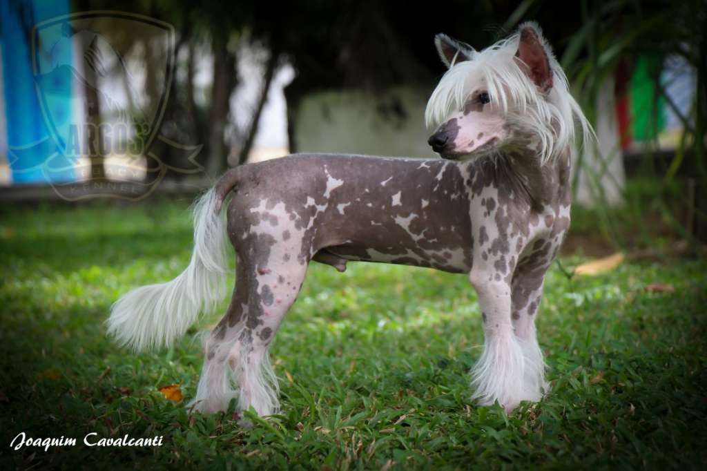 Chasse Cardinale Luigi