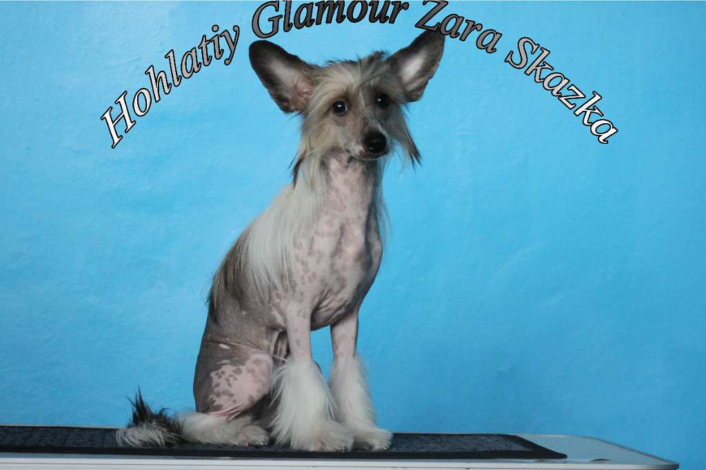 Hohlatiy glamour Zara Skazka