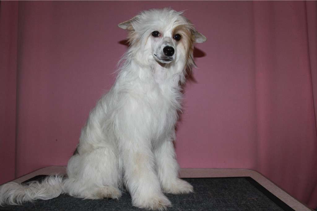 Hohlatiy glamour Zaliya Prekrasnaya