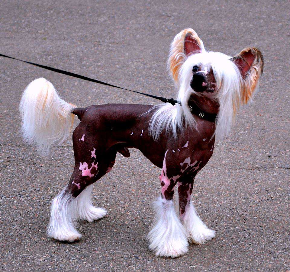 Hohlatiy glamour Zafar Pobeditel