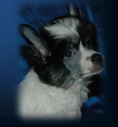 OLI z Gwiazd Kasjopei