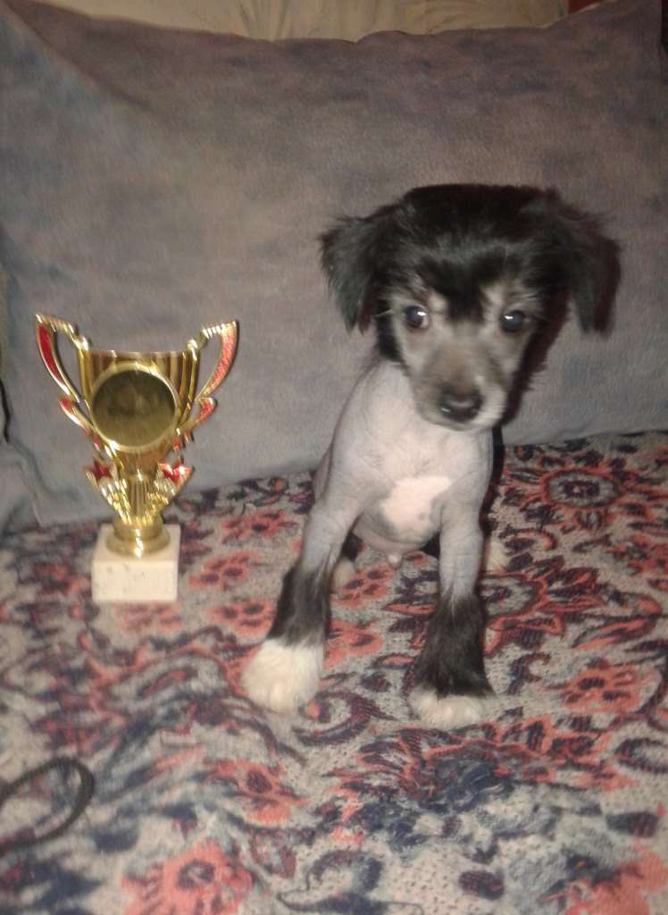 Karnelius Kovarnyi Obolstitel