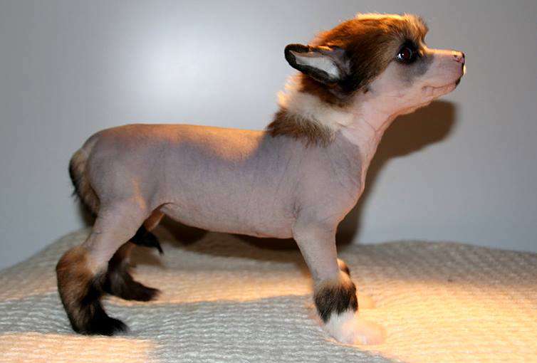 Joyera's Crested De Morgan