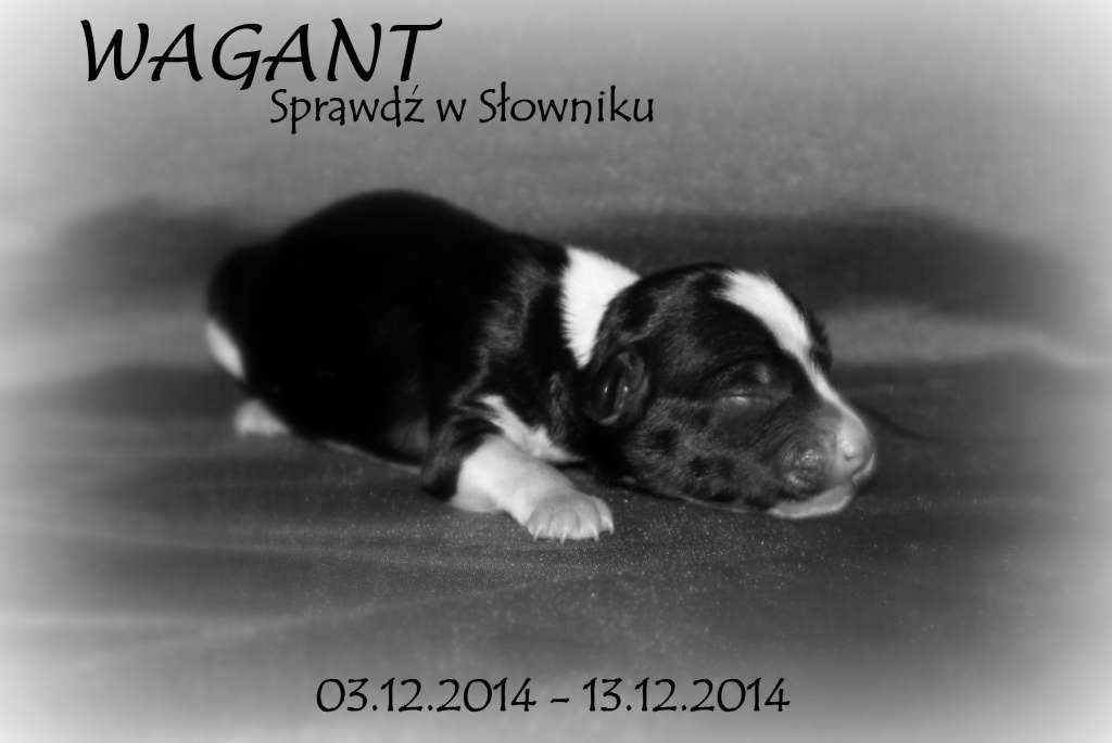 WAGANT Sprawdz w Slowniku