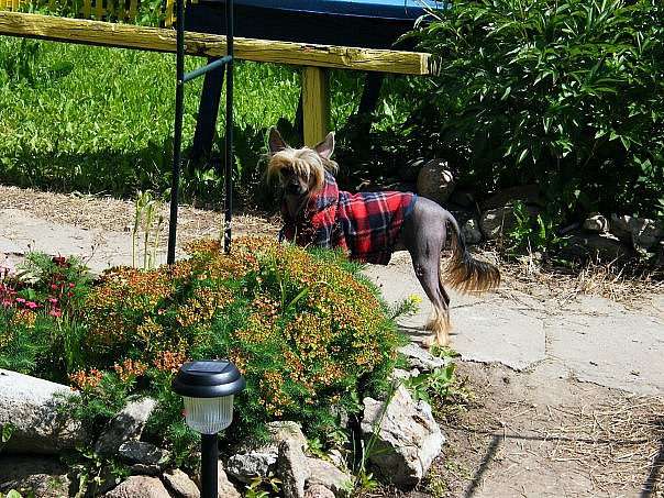 Vernisazh Mari Anikol Malenkayaprintsessa