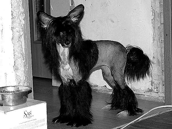 Bella Constanta Cortni  Lav