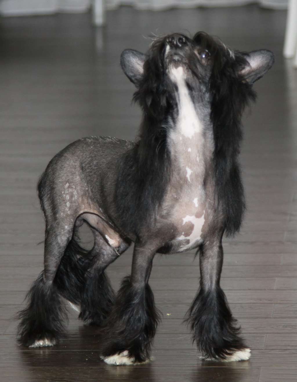 Premier Mari Jules Verne