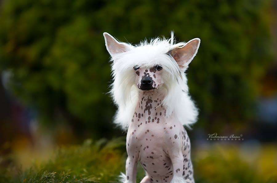 Rolana Family Galileo