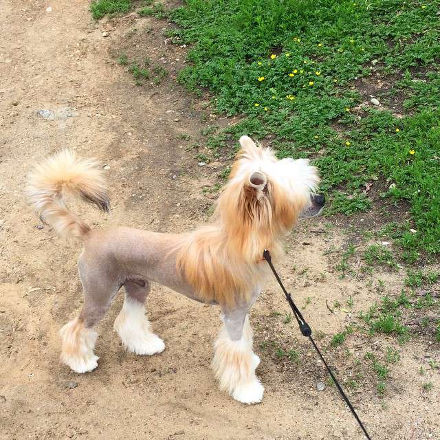 Rolana Family Godfather