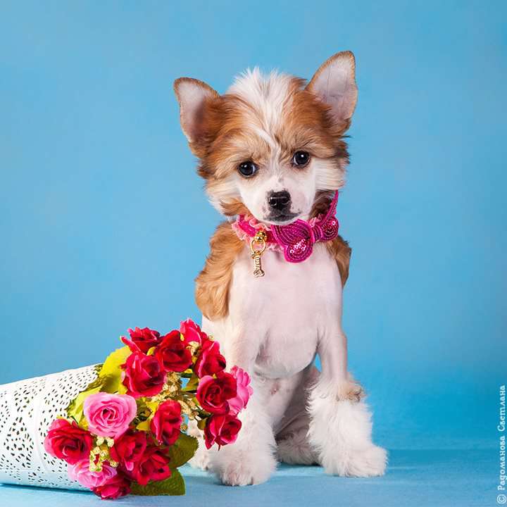 Rolana Family Grace Kelly