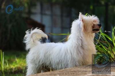 Eashik's 'n Lapinus Fred