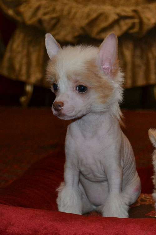 Danika Star Divny Angel