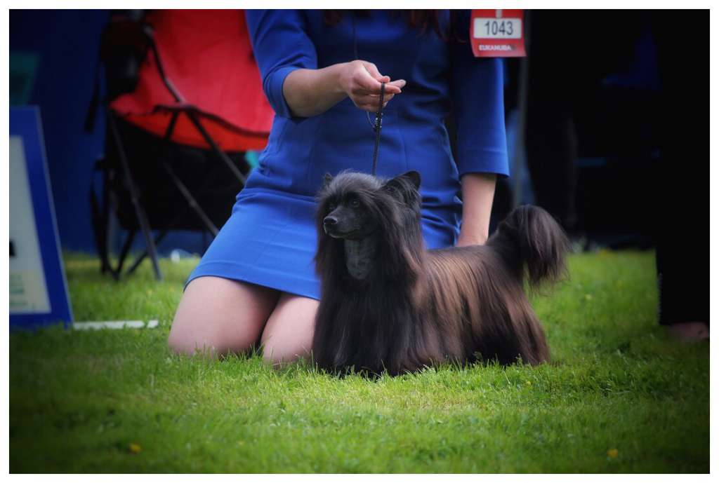 EXxiino's A Perfect Arrow