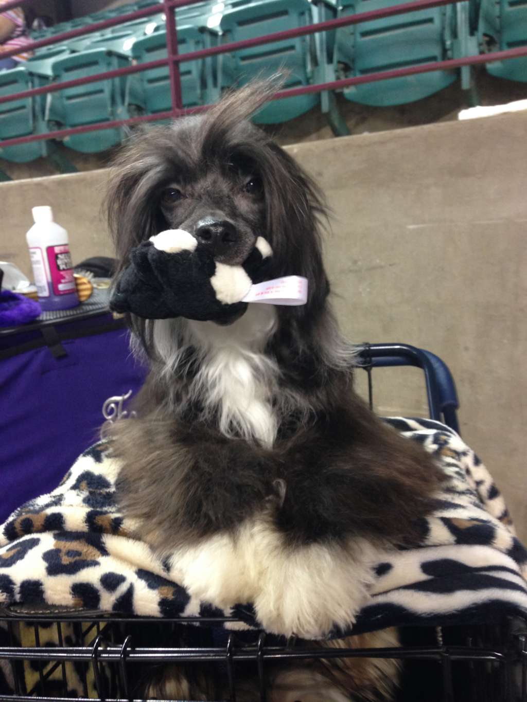 Lacshen Lovestruck at Acajun Delende