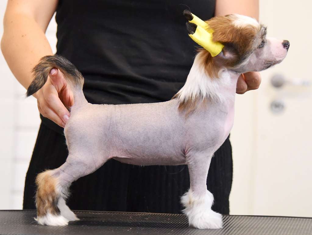 Jean Dark Hummingbird