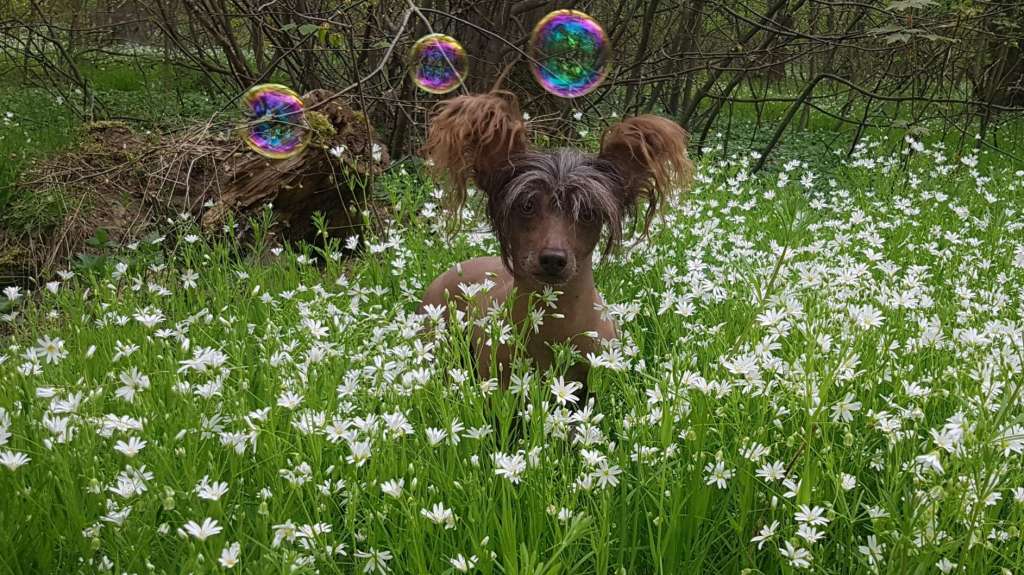 A little touch of Atreju vom Elfental