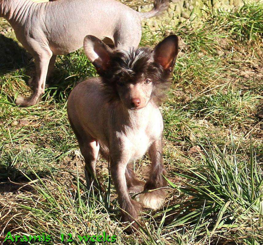 Amazing look of Aramis vom Elfental