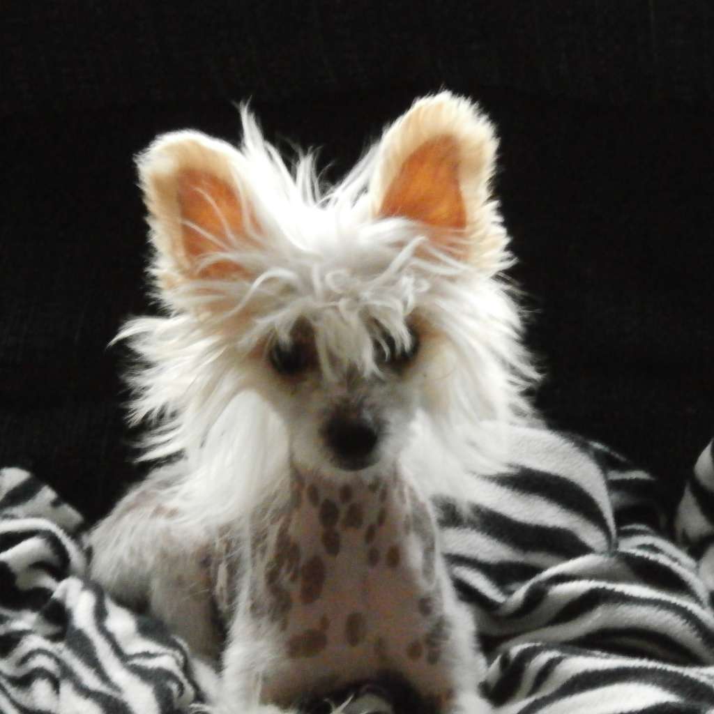 Breezy Meadows Tattooed Princess