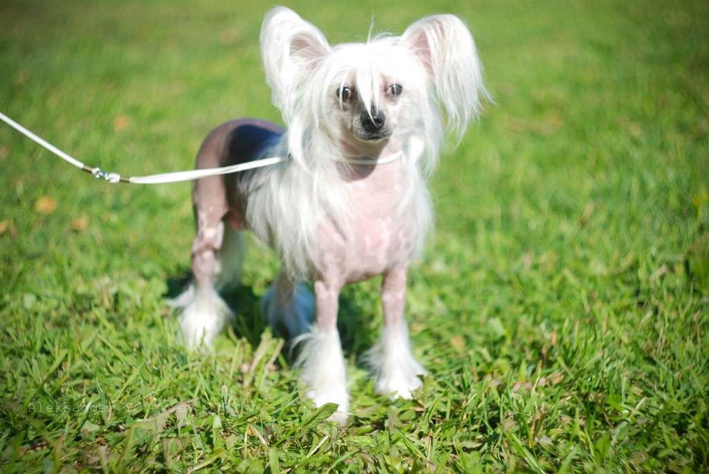 Franheska Brava S Ostrova Grez